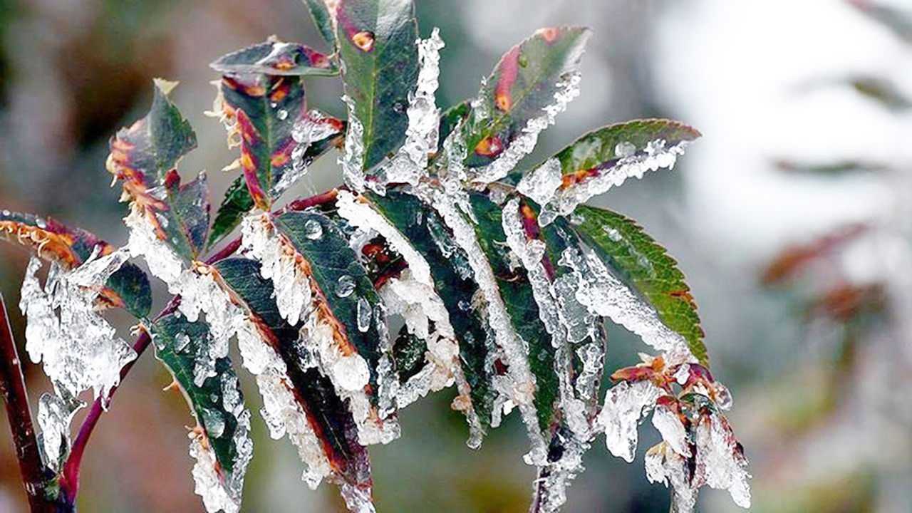 DONDAN ETKİLENEN ÜRETİCİYE ÖDEMELER BAŞLADI