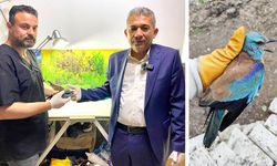 SIRBİSTAN’DAN UÇTU, ÇAL’A KONDU