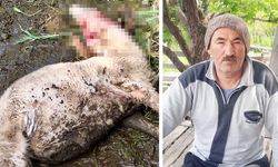 HONAZ’DA KURT SÜRÜYE SALDIRDI
