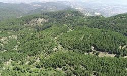 ORMANLARA GİRİŞ YASAK
