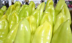 KALE BİBERİ SAHNE ALIYOR