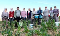KEKİK VE TÜTÜN ÜRETİCİSİNİN YÜZÜ GÜLÜYOR