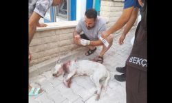HAMİLE KÖPEĞE TÜFEKLE SALDIRI