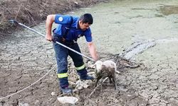 BALÇIKTA MAHSUR KALAN KUZU KURTARILDI