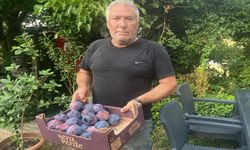 BU ERİKLER ÖKSÜZ DOYURAN