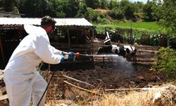 PAMUKKALE BELEDİYESİ'NDEN ŞAP HASTALIĞI İLE MÜCADELE