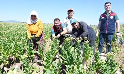 TARIM EKİPLERİ SAHADA