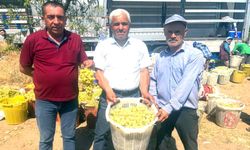 BULDAN’DA ÜZÜM HASADI BAŞLADI