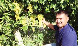 ÇAL’DA ÜZÜM HASADI BAŞLADI