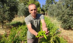 KAYACA BİBERİNDE HASAT SONA ERDİ