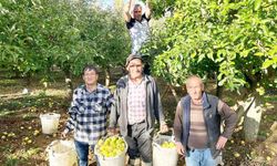 BULDAN'DA ELMA HASADI YÜZ GÜLDÜRÜYOR