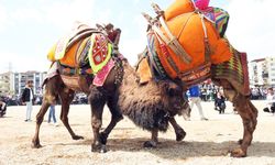 DEVE GÜREŞLERİNE ŞAP ENGELİ