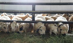 5.2 MİLYON LİRALİK DESTEK HESAPLARA AKTARILDI