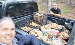 ÇAMELİ’DE ÇINTAR BEREKETİ