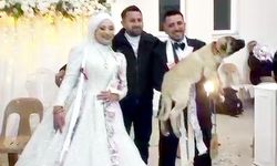 DÜĞÜN HEDİYESİ ANADOLU ÇOBAN KÖPEĞİ