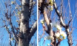 ÇİVRİL’DE ERİK ÇİÇEK AÇTI