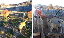 BEKİLLİ BELEDİYESİ’NDEN HAYVAN BARINAĞI TEPKİSİ