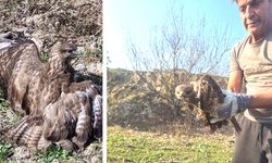 YARALI ŞAHİN EMİN ELLERDE