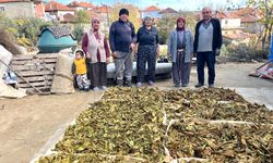 TÜTÜNLER SATIŞA HAZIRLANIYOR