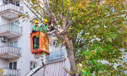 BUDANAN AĞAÇLAR YUVALARI ISITIYOR