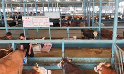 DENİZLİ VE ÇİVRİL PAZARLARI AÇILDI