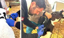 1.6 MİLYON HAYVAN AŞILANDI