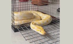 PİTON KORUMA ALTINA ALINDI