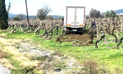 SABIKALI YOLDA KAMYON ÜZÜM BAĞINA GİRDİ