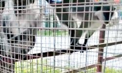 3 ÖRÜMCEK MAYMUNU KORUMA ALTINA ALINDI