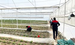 BİTKİ GELİŞİMİNE YAKIN TAKİP