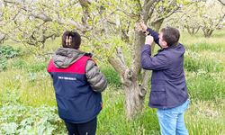 MEYVE BAHÇELERİNE YAKIN TAKİP