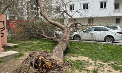 FIRTINA VURDU GEÇTİ