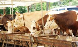 BULDAN'DA KARANTİNA KALDIRILDI