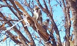 ÇİVRİL’DE MAYMUN OPERASYONU