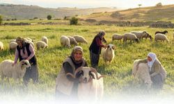 BEREKETLİ SÜRÜLER SAHİPLERİNİ BULUYOR