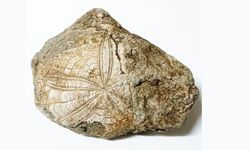 BAKLAN’DA DENİZ YILDIZI FOSİLİ