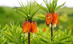 AĞLAYAN GELİNLER BAHARI KARŞILADI