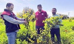 MEYVE BAHÇELERİ EMİN ELLERDE