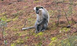 NEREDEN GELİYOR BU MAYMUNLAR?