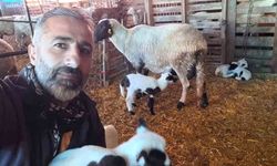 ÇEŞME SAKIZI İLE FRANSIZ KOÇUNU BİRLEŞTİRDİ