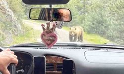 DİKKAT! AYI ÇIKABİLİR