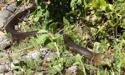 DEMİR YILAN BOZKURT’TA GÖRÜLDÜ