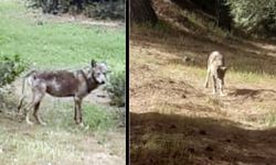 BULDAN’I KURTLAR SARDI