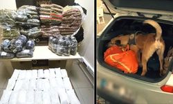 BÜYÜK ZEHİR BASKINI