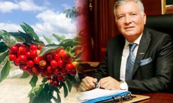 HONAZ KİRAZINDA  HASAT HEYECANI