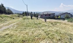 PAMUKKALE’DE YABANİ OT MESAİSİ