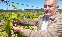 BULDAN’DA BAĞLAR UYANDI, SEZON BEKLENTİSİ ARTTI