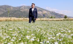 TAVAS’TA KARACAOT EKİMİNDE VERİMLİLİK TESTİ YAPILIYOR