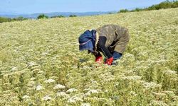 KEKİK VE AYVA ÜRETİMİNDEKİ GÜCÜNÜ KORUYOR