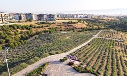 MERKEZEFENDİ’NİN MOR GÜZELLİĞİNDE HASAT ZAMANI